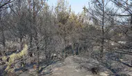 Aydın Çine’de orman yangınıyla mücadele dördüncü gününde