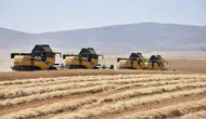 Sivas'ta dev hasat dönemi Tritikale üretiminde rekor artış bekleniyor