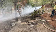 Kilis'te yıldırım düşen ormanlık alanda yangın paniği