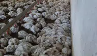 Bolu'da elektrik arızası 4 bin tavuğun ölümüne yol açtı
