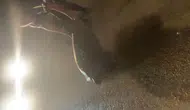 Samandağ sahilinde yolunu kaybeden caretta caretta kurtarıldı