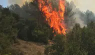 Menteşe ormanlarında yangın paniği yaşanıyor