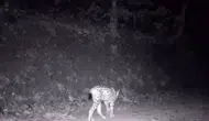 Çankırı ormanlarında nadir görülen hayalet görüntülendi