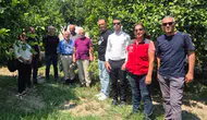 Muğla’da turunçgillerde kimyasal ilaç dönemi kapanıyor