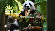 Çin’in sevilen pandası Xing Mei 15 yaşına girdi