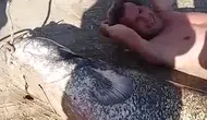 Sakarya Nehri'nde devasa yayın balığı avı