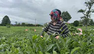 Rize’de çay hasadı sürüyor 169 bin ton çay toplandı