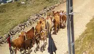 Ağrı'da çalınan hayvanların 15'i Doğubayazıt kırsalında yakalandı