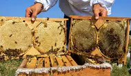 Ağrı yaylalarında altın hasadı başladı