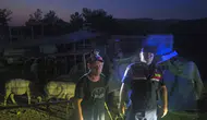 Ağıl kapısı açık kaldı, 50 koyun kayboldu; jandarma dronla buldu
