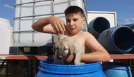 Sivaslı çocuk ve yavru Kangalın varil keyfi