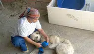 Antalya’da çoban köpeğine vahşi saldırı