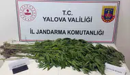 Jandarma Yalova'da 3 şüpheliyi yakaladı, 40 kök kenevir buldu