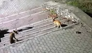 Bursa'da parkın ortasında sıra dışı dostluk
