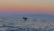 Şarköy kıyılarında yunusların şovuna denk gelen vatandaşlar o anları kaydetti
