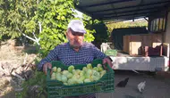 Mut inciri tezgaha indi ama rekolte üreticiyi düşündürüyor