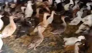 Enez operasyonunda 257 yabani kuş kurtarıldı