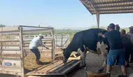 Aydın yangınında tahliye edilen hayvanlar evlerine dönüyor