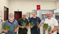 Aydın’da bitkilerin şifasını laboratuvar ortamında keşfediyorlar