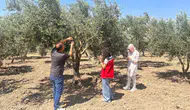 Manisa zeytinliklerinde sinek alarmı Ekipler sahaya indi