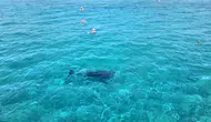 Alanya kıyılarında tatilcilerin sürpriz misafiri
