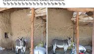 Eskişehirli çiftçinin başıboş eşek isyanı