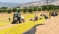 Buldanlı üzüm üreticisi devletten fiyat müdahalesi bekliyor