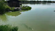 Çorlu'daki gölet yeşile büründü, belediye müdahale etti