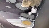 Tarsus’ta otomobile giren kedi koltukları yuvaya çevirdi