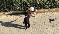 Pitbull saldırısına 95 bin liralık ağır fatura
