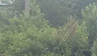 Safranbolu’da karganın çıkardığı ses köylüleri şaşkına çevirdi