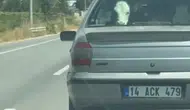Yolcu koltuğunda buzağı şaşkınlığı