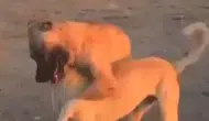 Aksaray'da köpek dövüştürüp canlı yayın yapanlara ceza yağdı