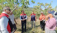 Aydın’ın antepfıstığı merkezi Yenipazar’da hasat vakti