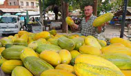 Manisa’nın kayıp lezzeti tavan arasından sofralara geri döndü