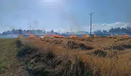Kastamonu'da hasat zamanı çıkan yangın tarlayı kül etti