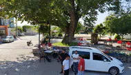 Osmaniye’de 260 yaşındaki çınar kavurucu sıcaklara kafa tutuyor