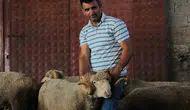 Rekorla Alınan Şampiyon Koç İlk Meyvesini Verdi Üçüz Kuzular Dünyaya Geldi