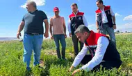 Erzurum çiftçisi mercimek üretimiyle toprağını yeniden kazandı