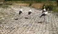 Bitlisli leylekler tedavi sonrası yeniden gökyüzüne kanat açtı