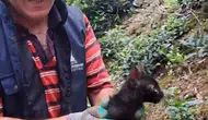 Rize’de dört gün süren kedi kurtarma operasyonu mutlu bitti