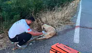 Sakarya’da ambulans ekibinden yaralı köpeğe hayat kurtaran dokunuş