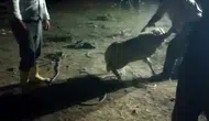 Konya’da kayıp kuzu iki gün sonra çukurdan sağ çıktı