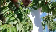 Bayburt Kitre köyünde kiraz hasadında kargaların payı unutulmuyor