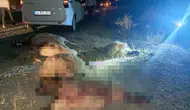 Hakkari Van yolunda gece vakti sürpriz sürü kazası