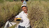 Develi tarlalarında bereketli hasat dönemi başladı