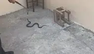 Kars’ta bir bahçeye giren yılan mahalleliyi korkuttu