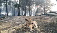 Yangın yaban hayatını küle çevirdi