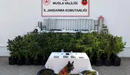 Bodrum’daki bir evde uyuşturucu serası bulundu