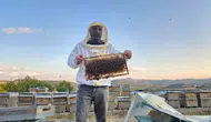 Tunceli dağlarında binbir çiçekle gelen doğal şifa hasadı